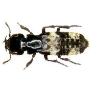 CREOPHILUS MAXILLOSUS